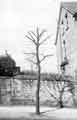 Pruned Plane tree on Severn Road, Broomhill