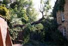Fallen tree, Westbourne Road (No. 9)