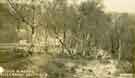 Silver Birches in Blackbrook Wood, Lodge Moor