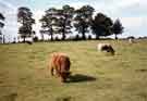 View: t09433 Cattle grazing at the Graves Park Animal Farm