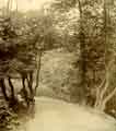 Endcliffe Woods, from a collection of stereoscopic images relating to the Barr family of No. 615 Ecclesall Road