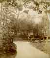 Whiteley Woods, from a collection of photographs relating to the Barr family of No. 615 Ecclesall Road