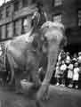 Circus parade, probably passing the works of Thomas William Sampson, electrical engineers