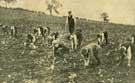 Greasbrough National School boys assisting local farmer in turnip field belonging to Mr Binns