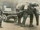 A fine elephant, which has been 'recruited' for Sheffield. He draws heavy loads of castings and munitions through the streets of the city