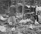 New war work. A lady in Sheffield keeps fowls in order to help to supply the hospitals with eggs 