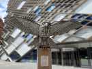 Allen the Peregrine, The Diamond Building, Faculty of Engineering, University of Sheffield Allen the Peregrine, The Diamond Building, Faculty of Engineering, University of Sheffield