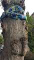'Guerilla knitting' around lime tree in protest against tree felling, probably Montgomery Road 's avenue of limes 