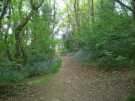 Bolehill Wood, leading from Cherry Bank Road to Cobnar Road Bolehill Wood, leading from Cherry Bank Road to Cobnar Road