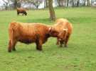Cattle at Rare Breeds Centre, Graves Park