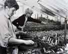 Nurserymen in unidentified nursery