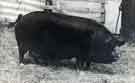 Dringhouses Dora. First prize and female champion, National Pig Breeders Association Cup, Great Yorkshire Show, Sheffield