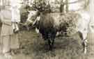 Cow / bull and handler at unidentified agricultural event