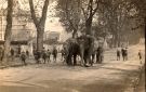 View: p01628 Circus elephants in Norfolk Park