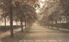 Lime Tree Avenue, [Norfolk Park Avenue, Norfolk Park]