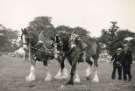 Shire horses at the Norton Agricultural Show