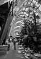 Sheffield Photographic Society Collection: Winter Garden, Surrey Street Sheffield Photographic Society Collection: Winter Garden, Surrey Street