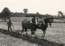 South Yorkshire County Council (SYCC). Ploughing with shire horses at possibly Low Laithes Farm, Old Farm Lane, Wombwell South Yorkshire County Council (SYCC). Ploughing with shire horses at possibly Low Laithes Farm, Old Farm Lane, Wombwell