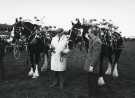 View: sycc00111 South Yorkshire County Council (SYCC): Shire horses, Pageant of the Horse, c.1977 
