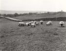 Fields close to Wyming Brook Farm, Redmires Road, opposite Redmires Reservoir