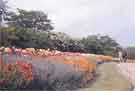 Flower beds, Weston Park