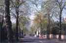 Trees on Montgomery Road, Nether Edge