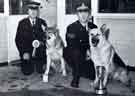 South Yorkshire Police: Police Constable A. Seedhouse (left) with Duke II and Police Constable M. Hunt with Duke I, display their trophies won in 1979 from the Police Open Dog Competition
